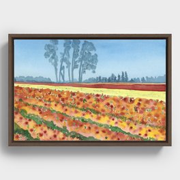 Tulip Farm in Oregon Framed Canvas