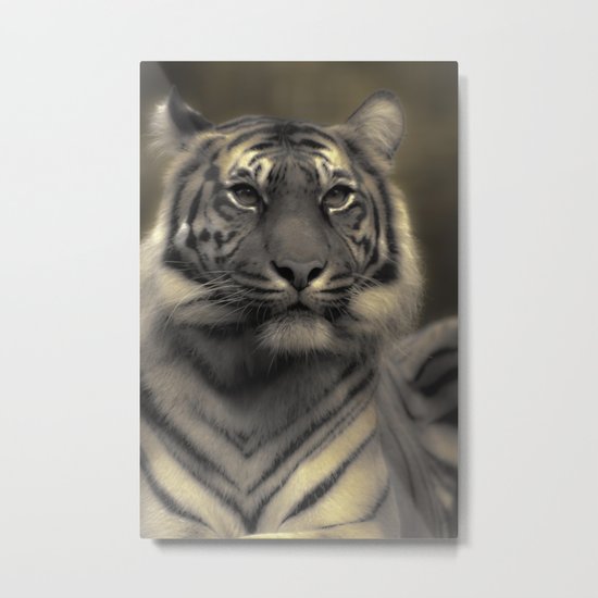 Golden Tiger 4 Metal Print