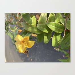 Yellow flower nature photography nature fall photograpy original Iphone Canvas Print