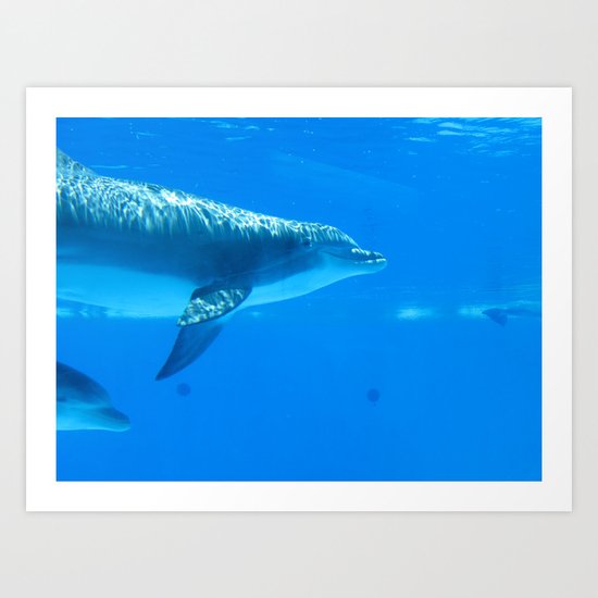 Dolphin II Art Print