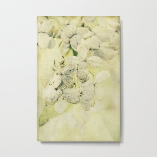 november hydrangea Metal Print