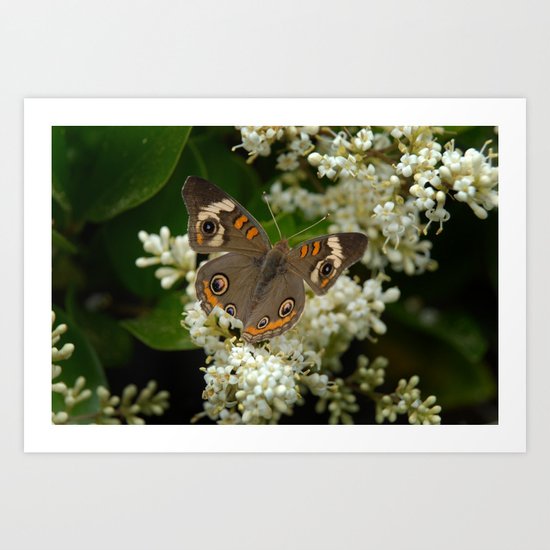 Buckeye Art Print