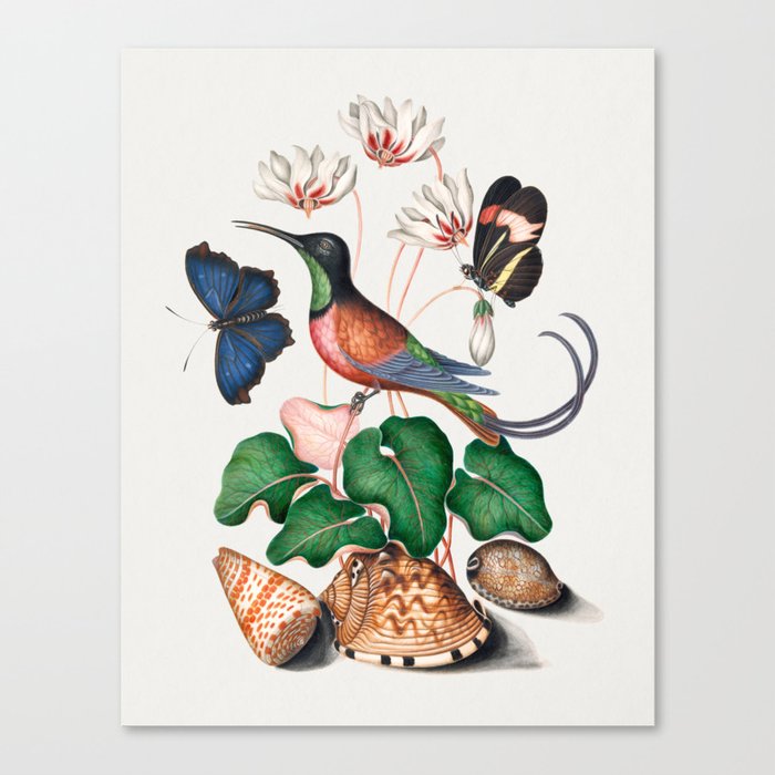 Crimson topaz hummingbird, Cyclamen, Red Postman and shells from the Natural History Cabinet of Anna Blackburne  Canvas Print