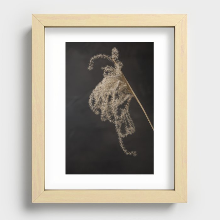 Fluffy ornamental grass plume against anthracite wall Recessed Framed Print