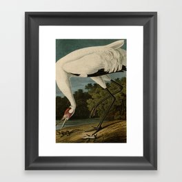 Hooping Crane, Birds of America by John James Audubon Framed Art Print
