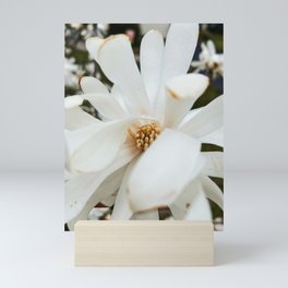 Star Magnolia Mini Art Print