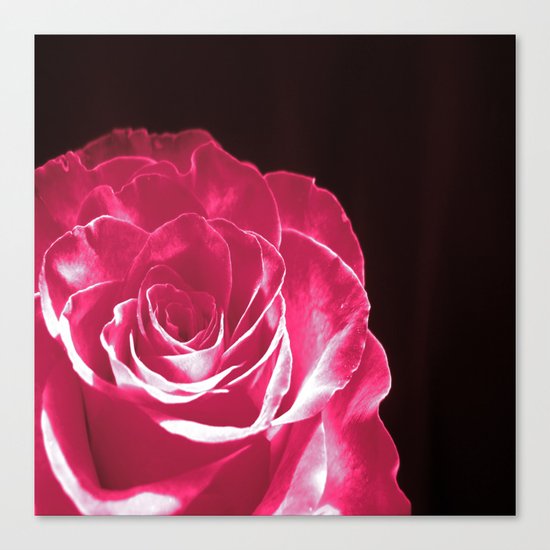 Colours Rose Canvas Print