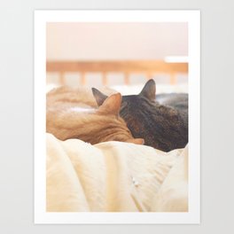 cat nap Art Print
