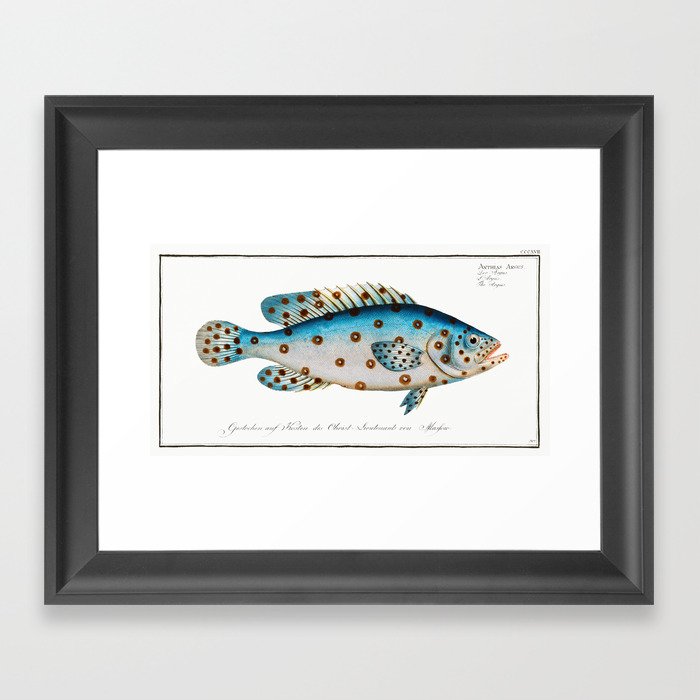 Spotted Scat (Argus) Fish Chart Identification Illustration portrait by  Marcus Elieser Bloch Framed Art Print by Atlantic Coast Arts and Paintings