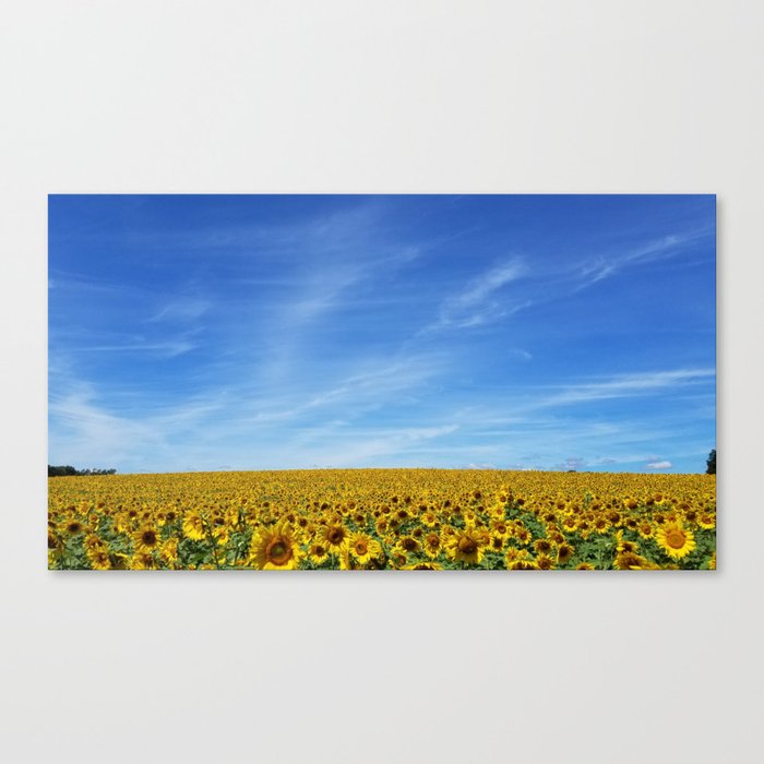 sunflower field Canvas Print