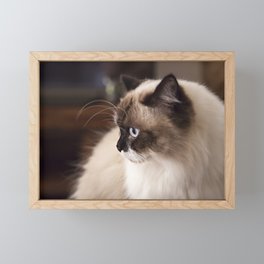 Chocolate Ragdoll Cat Framed Mini Art Print