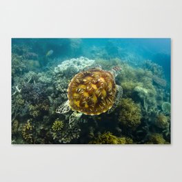 Turtle swimming over reef Canvas Print