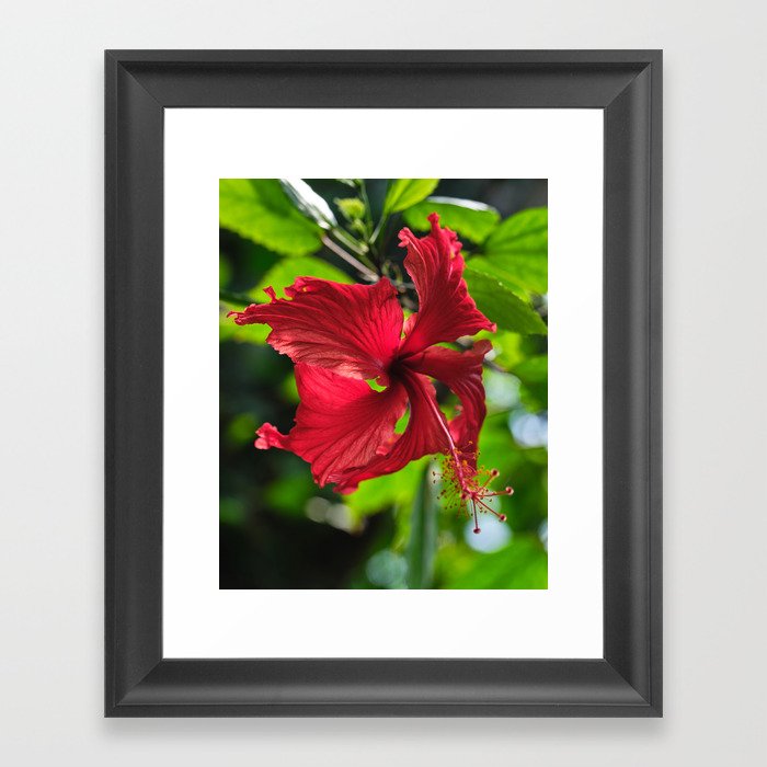 Tropical Plant, Hibiscus Flower Framed Art Print