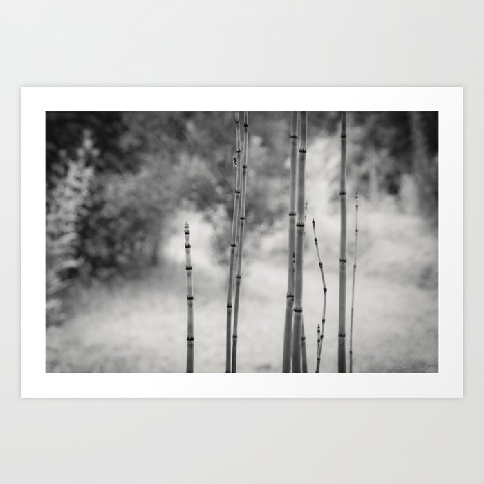 Bamboo photograph - Black and white version Art Print