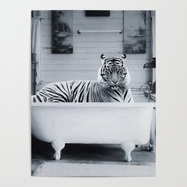Eye of the Tiger in a vintage claw foot rustic bathtub black and white photograph / photograhy Poster