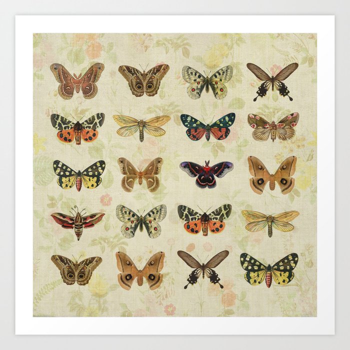 Moths & Butterflies Art Print