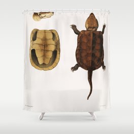 Chinese Large Headed Terrapin (Platysternon megacephalum) Shower Curtain