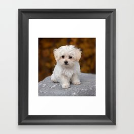 Maltese Puppy Framed Art Print