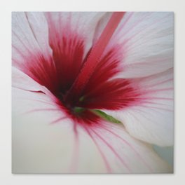 Hibiscus Flower Macro Closeup Canvas Print