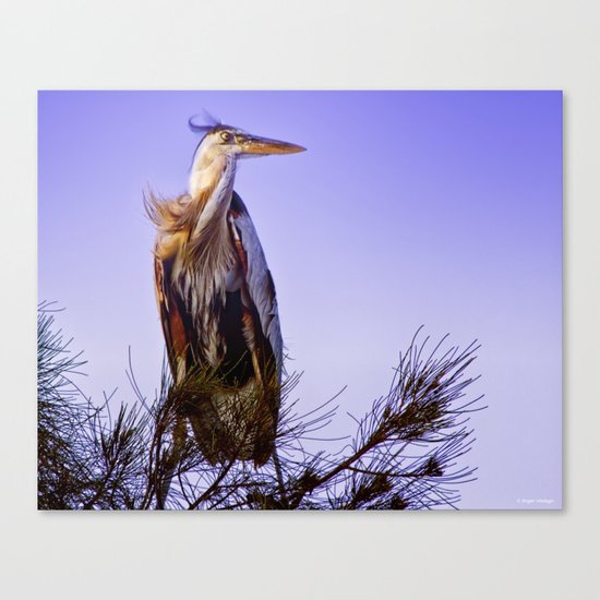 Great Blue Heron Canvas Print