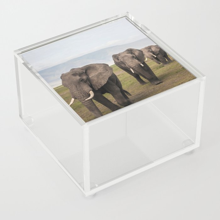 Wild Safari Elephants Acrylic Box