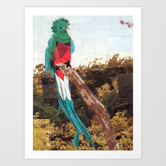Quetzal Art Print