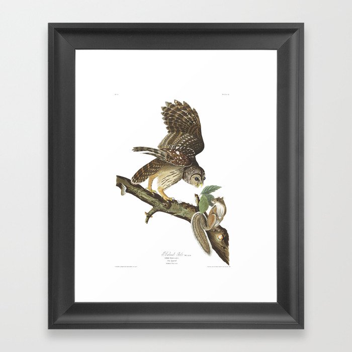 Barred Owl (Audubon) Framed Art Print