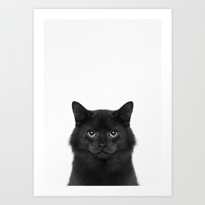 Black Cat Home Pet Meow Black Animal Anuimal Portrait Animal