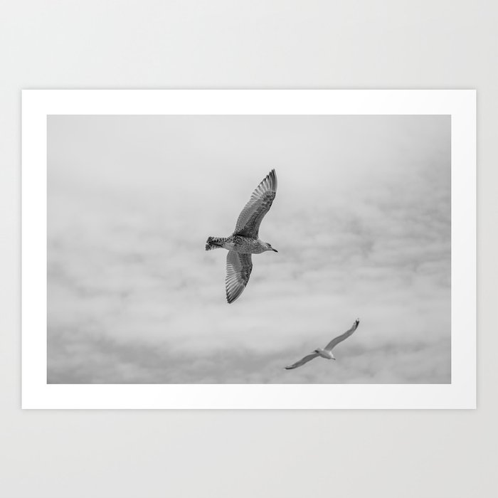 seagull in grey Art Print