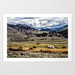 Buffalo Mountain Range Yellowstone National Park Majestic Autumn Colors Beautiful Wild Bison Cowboy Art Print