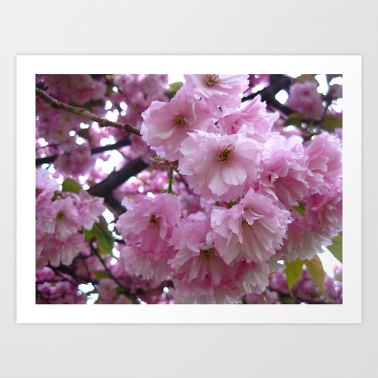 Pink Blossom Art Print