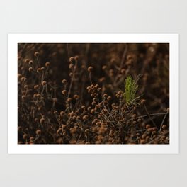 Brown Bobbles Art Print | Veldflowers, Popofgreen, Digital, Landscape, Easterncape, Southafrica, Bushflowers, Earthtones, Photo, Bushveld 