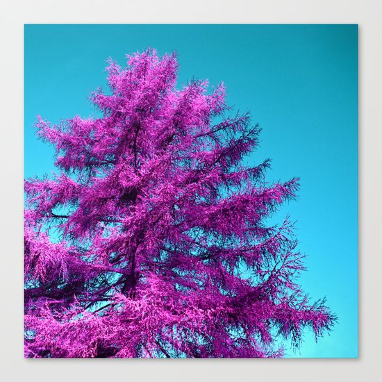 purple fir - tree I Canvas Print
