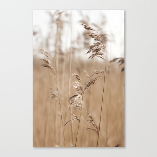 Spring Grass Canvas Print