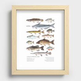 A Few Freshwater Fish Recessed Framed Print