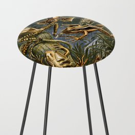 Ernst Haeckel "Batrachia - Hyla (Frogs)" Counter Stool