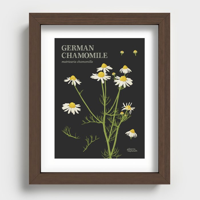 Botanical German Chamomile (Black) Recessed Framed Print