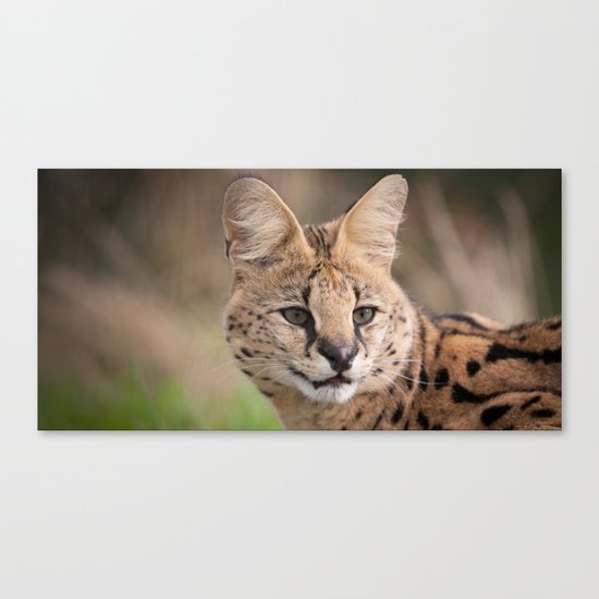 Serval Cat Canvas Print