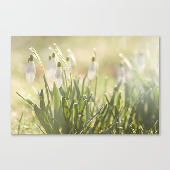 Spring is ringing - Snowdrop Snowdrops Canvas Print