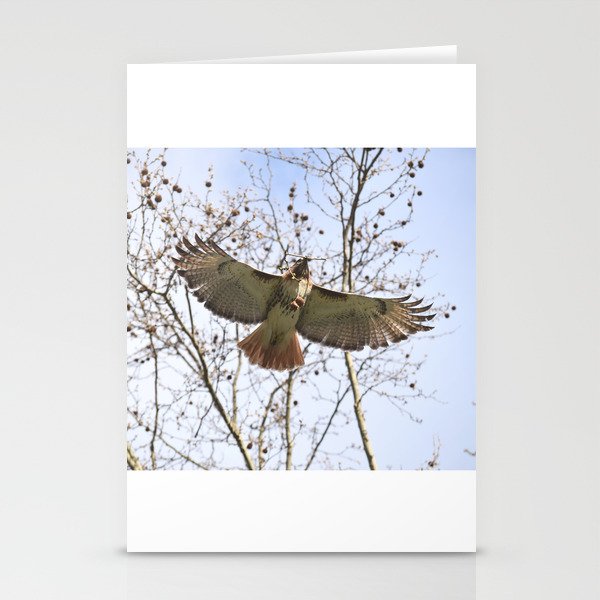 Gliding hawk 18 Stationery Cards