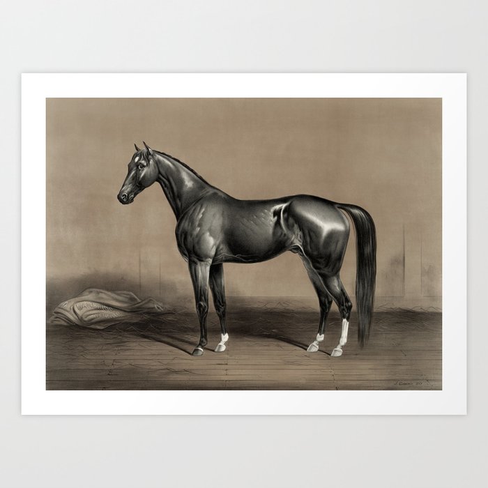 Trotting Champion Stallion - Mambrino - Vintage Horse Racing Art Print