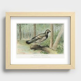 Spruce Grouse (Dendracapus Canadensis) illustrated by J.L. Ridgway (1859–1947) and W.B. Gillette (18 Recessed Framed Print