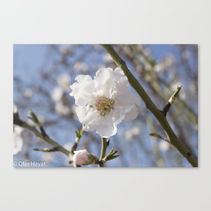 The Almond Tree Flower Canvas Print