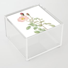 Vintage  Sparkling Rose Botanical Illustration on Pure White Acrylic Box
