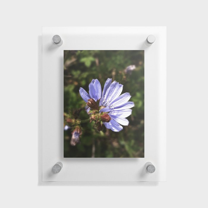 Fresh pastel purple-blue chicory blossom summer field flower with tiny bug Floating Acrylic Print