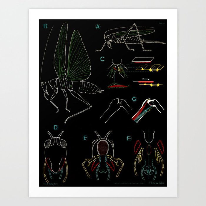 Paul Sougy: Grasshopper, 1950s (proceeds The Nature Conservancy) Print by Maria Popova | Society6