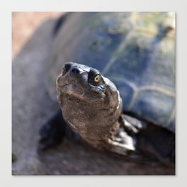 South Africa Photography - Beautiful Tortoise Canvas Print