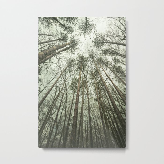 tall trees Metal Print
