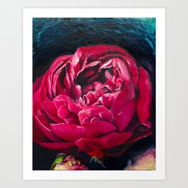 Peony Rose, Flower Painting Art Print