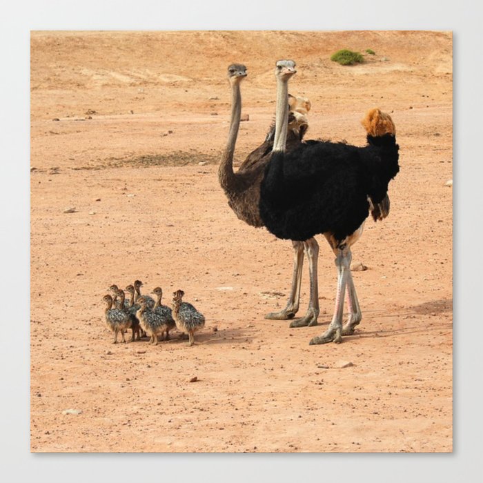 South Africa Photography - Ostrich Parents With Their Children Canvas Print